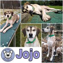 JOJO, Hund, Mischlingshund in Lohberg - Bild 2