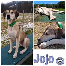 JOJO, Hund, Mischlingshund in Lohberg - Bild 3
