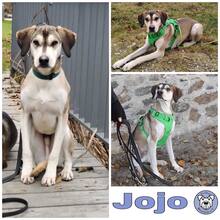 JOJO, Hund, Mischlingshund in Lohberg - Bild 4