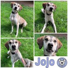 JOJO, Hund, Mischlingshund in Lügde - Bild 5