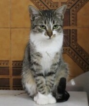 IVI, Katze, Europäisch Kurzhaar in Spanien - Bild 2