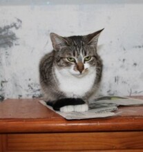 IVI, Katze, Europäisch Kurzhaar in Spanien - Bild 4