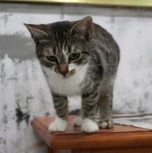 IVI, Katze, Europäisch Kurzhaar in Spanien - Bild 5