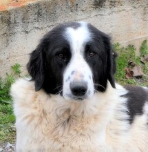 ROMY, Hund, Griechischer Schäferhund in Griechenland - Bild 12