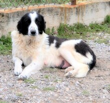 ROMY, Hund, Griechischer Schäferhund in Griechenland - Bild 13