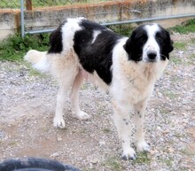 ROMY, Hund, Griechischer Schäferhund in Griechenland - Bild 14