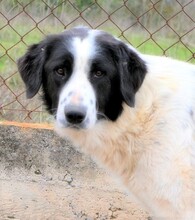 ROMY, Hund, Griechischer Schäferhund in Griechenland - Bild 15