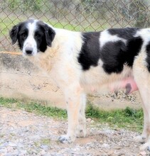 ROMY, Hund, Griechischer Schäferhund in Griechenland - Bild 16