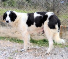 ROMY, Hund, Griechischer Schäferhund in Griechenland - Bild 17
