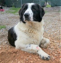 ROMY, Hund, Griechischer Schäferhund in Griechenland - Bild 19