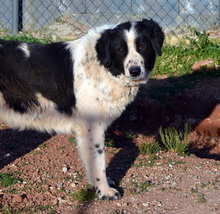 ROMY, Hund, Griechischer Schäferhund in Griechenland - Bild 3