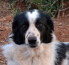 ROMY, Hund, Griechischer Schäferhund in Griechenland - Bild 4