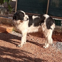 ROMY, Hund, Griechischer Schäferhund in Griechenland - Bild 5