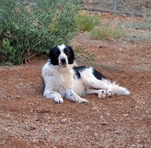 ROMY, Hund, Griechischer Schäferhund in Griechenland - Bild 8