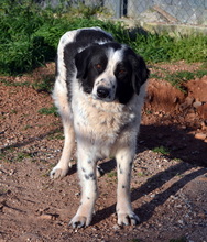 ROMY, Hund, Mischlingshund in Griechenland - Bild 1
