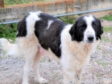 ROMY, Hund, Mischlingshund in Griechenland - Bild 16