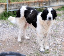 ROMY, Hund, Mischlingshund in Griechenland - Bild 17