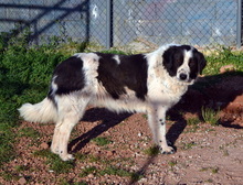 ROMY, Hund, Mischlingshund in Griechenland - Bild 7