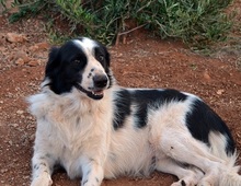 ROMY, Hund, Mischlingshund in Griechenland - Bild 8