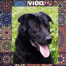 VIDO2, Hund, Mischlingshund in Kroatien - Bild 1