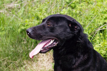 VIDO2, Hund, Mischlingshund in Kroatien - Bild 5