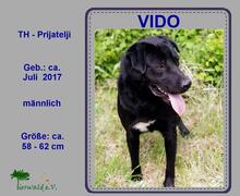 VIDO2, Hund, Mischlingshund in Kroatien - Bild 7
