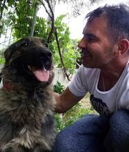 ALASKA, Hund, Hollandse Herder-Mix in Griechenland - Bild 11