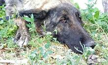 ALASKA, Hund, Hollandse Herder-Mix in Griechenland - Bild 12