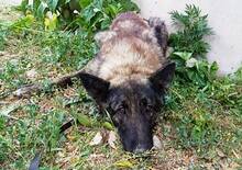 ALASKA, Hund, Hollandse Herder-Mix in Griechenland - Bild 14