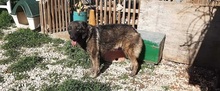 ALASKA, Hund, Hollandse Herder-Mix in Griechenland - Bild 17