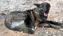 ALASKA, Hund, Hollandse Herder-Mix in Griechenland - Bild 21