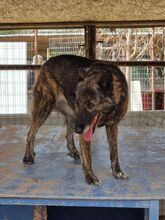 ALASKA, Hund, Hollandse Herder-Mix in Griechenland - Bild 4