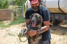 ALASKA, Hund, Hollandse Herder-Mix in Griechenland - Bild 8