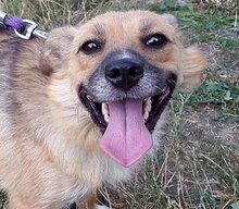 JULY, Hund, Mischlingshund in Slowakische Republik - Bild 1