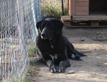 BLACKFOOT, Hund, Mischlingshund in Aerzen - Bild 10