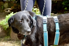 BLACKFOOT, Hund, Mischlingshund in Aerzen - Bild 2