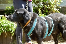 BLACKFOOT, Hund, Mischlingshund in Aerzen - Bild 3