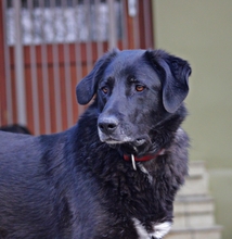 BLACKFOOT, Hund, Mischlingshund in Aerzen - Bild 4