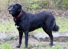 BLACKFOOT, Hund, Mischlingshund in Aerzen - Bild 5