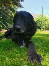 BLACKFOOT, Hund, Mischlingshund in Aerzen - Bild 6