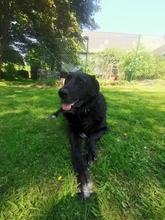 BLACKFOOT, Hund, Mischlingshund in Aerzen - Bild 7
