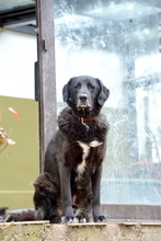 BLACKFOOT, Hund, Mischlingshund in Aerzen - Bild 8