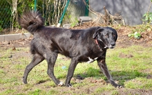 BLACKFOOT, Hund, Mischlingshund in Aerzen - Bild 9