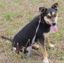 Tierheim Hunde Suchen Und Finden
