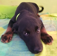 Tierheim Hunde Suchen Und Finden
