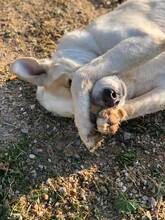 MIMI, Hund, Herdenschutzhund-Mix in Spanien - Bild 6