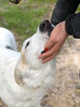 MIMI, Hund, Herdenschutzhund-Mix in Spanien - Bild 8