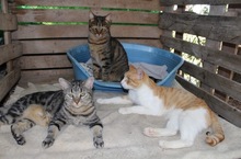 PIA, Katze, Europäisch Kurzhaar in Spanien - Bild 8