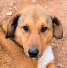 SKIOURINA, Hund, Mischlingshund in Griechenland - Bild 1