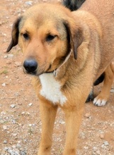 SKIOURINA, Hund, Mischlingshund in Griechenland - Bild 11